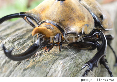 エレファスゾウカブトの森の樹木の上で 112753798