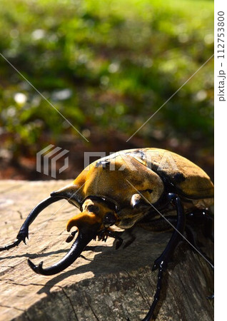 エレファスゾウカブトの森の樹木の上で エレファスゾウカブトの森の樹木の上で 112753800