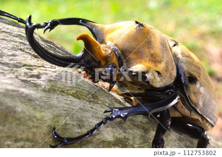 エレファスゾウカブトの森の樹木の上で エレファスゾウカブトの森の樹木の上で 112753802