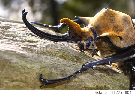 エレファスゾウカブトの森の樹木の上で エレファスゾウカブトの森の樹木の上で 112753804