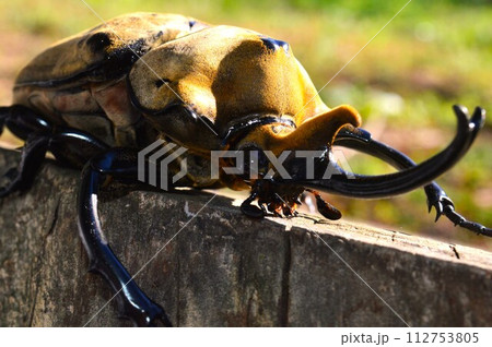 エレファスゾウカブトの森の樹木の上で 112753805