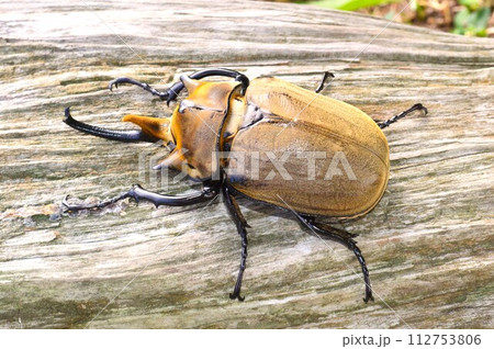 エレファスゾウカブトの森の樹木の上で エレファスゾウカブトの森の樹木の上で 112753806