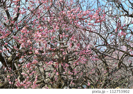 早春の訪れ　八重咲　紅梅　深谷市　　　　 112753902