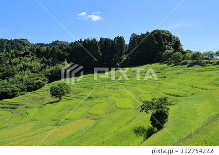 千葉県・鴨川市・大山千枚田 千葉県・鴨川市・大山千枚田 112754222