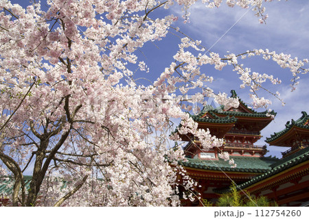 神苑に咲く紅しだれ 神苑に咲く紅しだれ 112754260