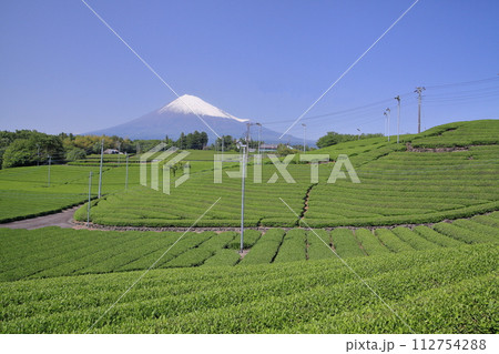 新緑の天間の茶畑と冠雪の富士山と快晴の空 新緑の天間の茶畑と冠雪の富士山と快晴の空 112754288