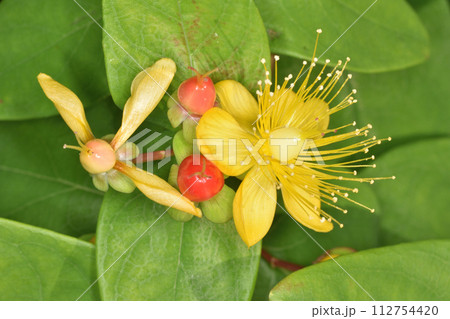 天空の農園のオトギリソウ 112754420