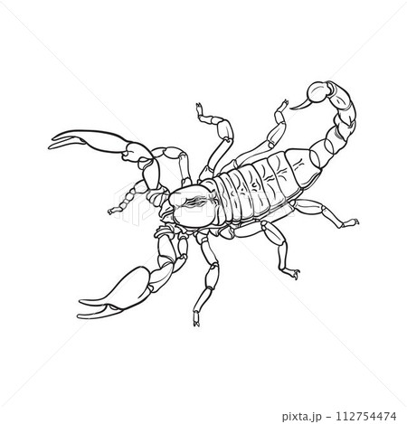 Scorpion vector illustration 112754474