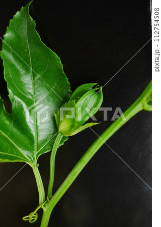 パッションフルーツの蕾20230901 パッションフルーツの蕾20230901 112754508