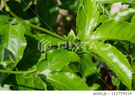 パッションフルーツの蕾20230903 112754514