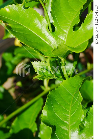 パッションフルーツの蕾20230905 112754517