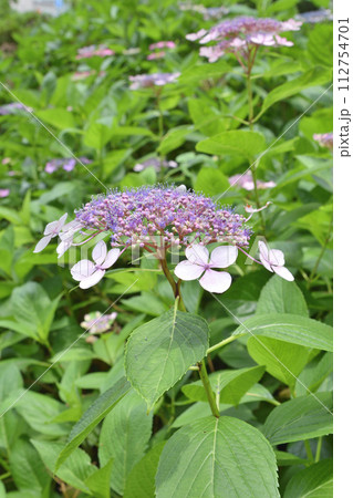 靱公園の紫陽花 靱公園の紫陽花 112754701