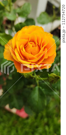 Yellow rose 112754720