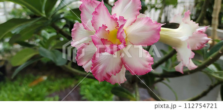 White pink Adenium 112754721