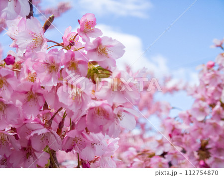 鮮やかに咲く河津桜と青い空 112754870