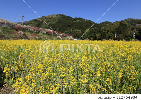 長野県阿智村の花桃の郷と菜の花畑 長野県阿智村の花桃の郷と菜の花畑 112754984