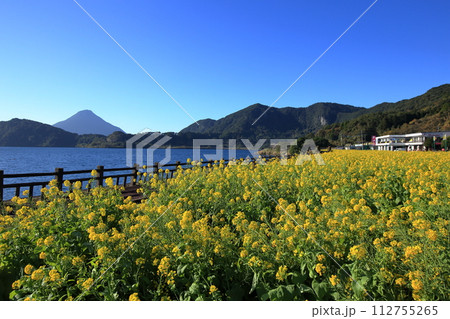 菜の花畑と薩摩富士と称される開聞岳 112755265