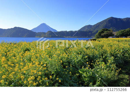 菜の花畑と薩摩富士と称される開聞岳 菜の花畑と薩摩富士と称される開聞岳 112755266