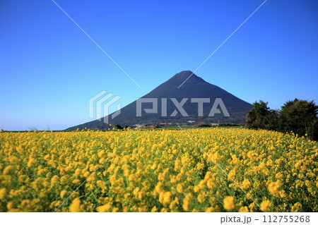菜の花畑と薩摩富士と称される開聞岳 菜の花畑と薩摩富士と称される開聞岳 112755268