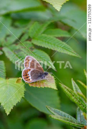 シロオビヒメヒカゲ 112755269