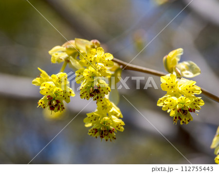 春の訪れを告げるトサミズキの花 112755443