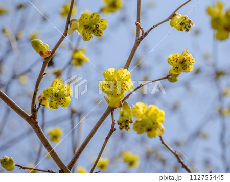 早春に開花したトサミズキの花を見上げる 早春に開花したトサミズキの花を見上げる 112755445