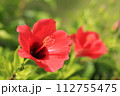 南国の花の代表格の真っ赤なハイビスカス 112755475