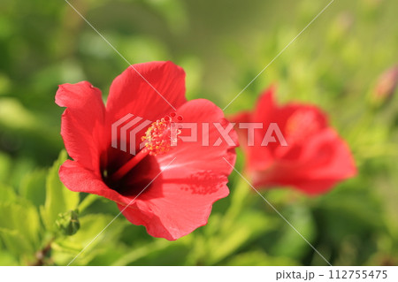 南国の花の代表格の真っ赤なハイビスカス 112755475