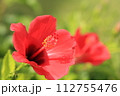 南国の花の代表格の真っ赤なハイビスカス 112755476