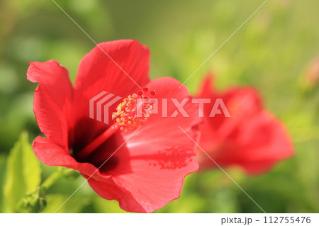南国の花の代表格の真っ赤なハイビスカス 112755476
