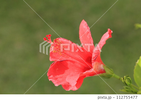 南国の花の代表格の真っ赤なハイビスカス 112755477