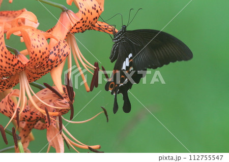オニユリの花の蜜を吸いに来たアゲハチョウ 112755547