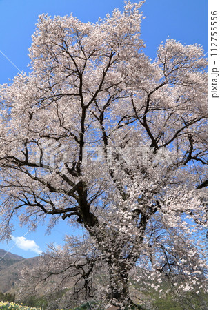 満開のわに塚の桜 ( 山梨県 韮崎市 ) 112755556