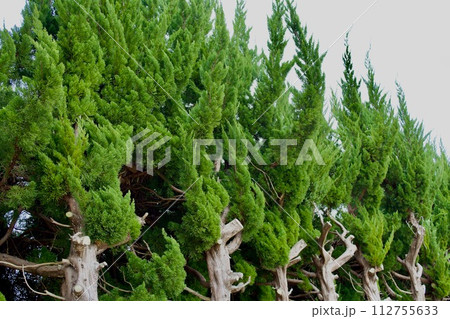 道路側を強剪定したカイヅカイブキ 112755633