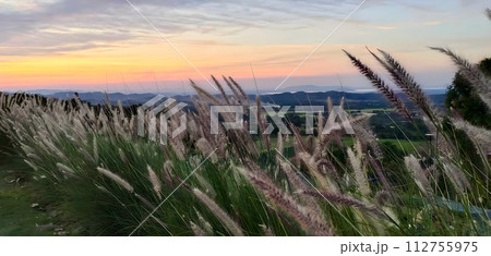 Beautiful grass flowers in the forest with mountain range and pastel sky Beautiful grass flowers in the forest with mountain range and pastel sky 112755975