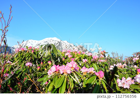 残雪の越後駒ケ岳と満開のアヅマシャクナゲ 112756356