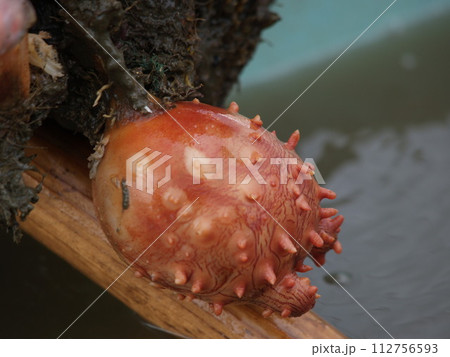 海のパイナップル ほや（海鞘） 112756593