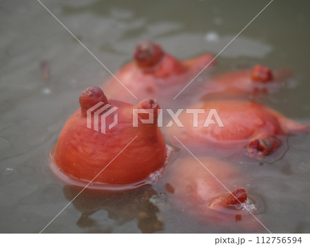 海のパイナップル ほや（海鞘） 112756594