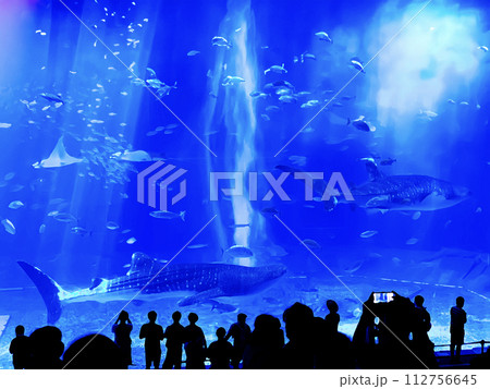 水族館の巨大水槽 112756645