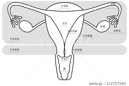 子宮・卵巣の図解イラスト、解剖図 112757293