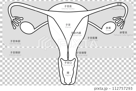 子宮・卵巣の図解イラスト、解剖図 112757293