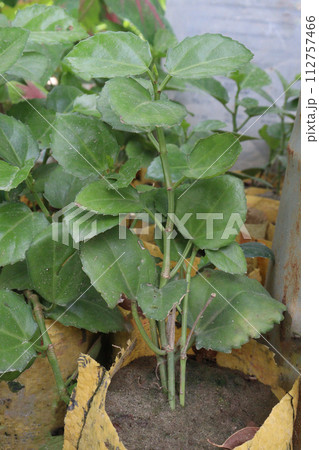cissus rotundifolia leaf plant on farm cissus rotundifolia leaf plant on farm 112757466