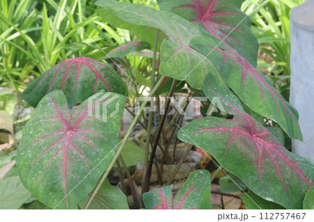 Caladium bicolor leaf plant on farm 112757467