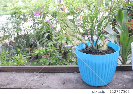 Aglaonema Snow White plant on pot Aglaonema Snow White plant on pot 112757502