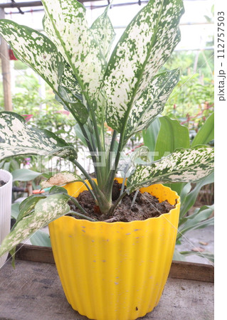 Aglaonema Snow White plant on pot 112757503