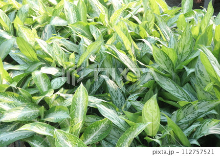 Aglaonema White Rain tree plant Aglaonema White Rain tree plant 112757521