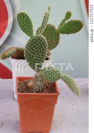 Bunny ears cactus plant on farm Bunny ears cactus plant on farm 112757523