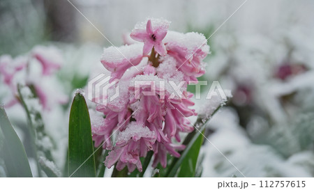 Pink hyacinth in garden under last early spring snow. Cold temperature, frost Pink hyacinth in garden under last early spring snow. Cold temperature, frost 112757615