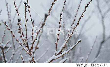 Apple tree blossom in garden under last early spring snow.Cold temperature,frost Apple tree blossom in garden under last early spring snow.Cold temperature,frost 112757617