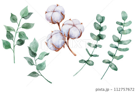 Hand drawn watercolor cotton plant and eucalyptus branch isolated on white background. Cotton flower drawing. Hand drawn watercolor cotton plant and eucalyptus branch isolated on white background. Cotton flower drawing. 112757672